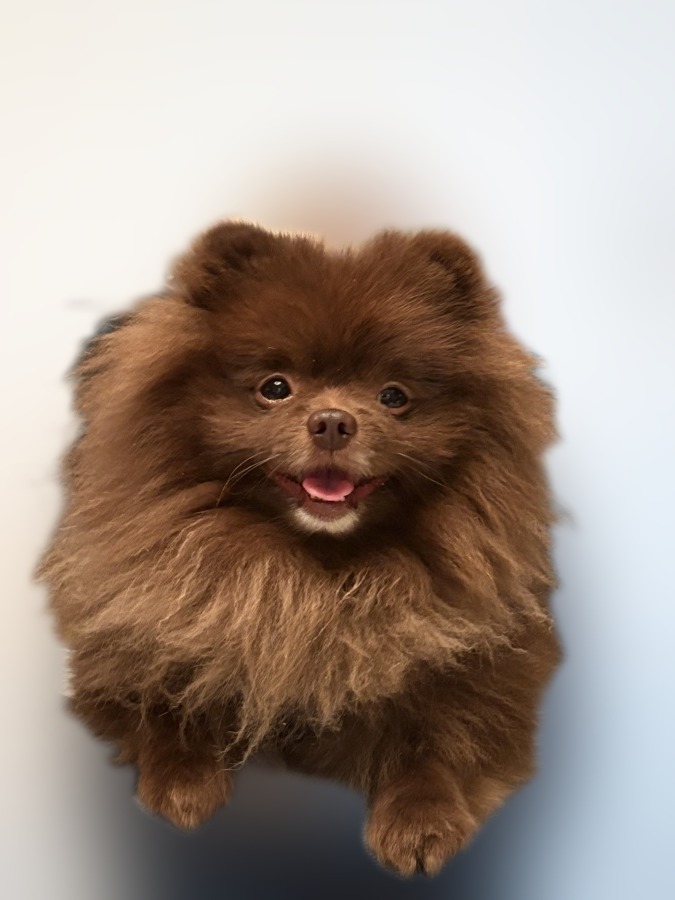 Teddy, salongens mood-manager